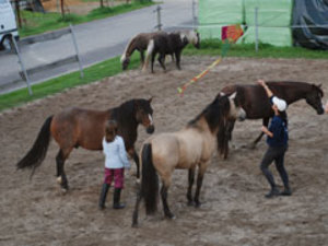 pferde-training