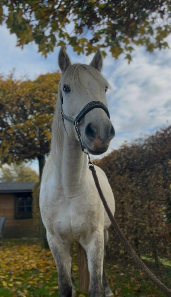 Therapiepony Guinness